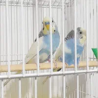 مرغ عشق|پرنده|پاکدشت, پاکدشت (مامازند)|دیوار