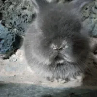 یک بچه خرگوش لوپ اصل|موش و خرگوش|فردوس (خراسان), |دیوار