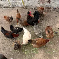 مرغ تخم گذار