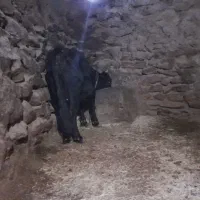 گاووگوساله  گوشت|حیوانات مزرعه|دیواندره, |دیوار