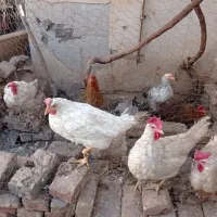 مرغ تخم مرغی|حیوانات مزرعه|سبزوار, جوادیه شرقی|دیوار