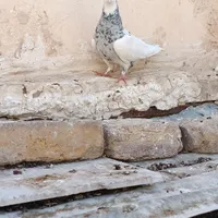 کفتر گمشده طوقی فروشی