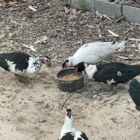 فروش اردک اسراییلی|حیوانات مزرعه|چالوس, |دیوار