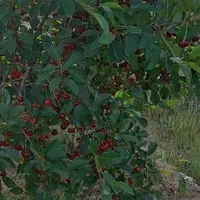 فروش باغ فنس شده قره بلاغ