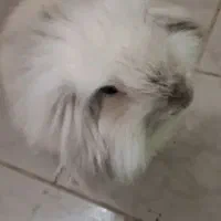 خرگوش لوپ با تمام وسایل