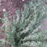 آویشن|خوردنی و آشامیدنی|همدان, |دیوار