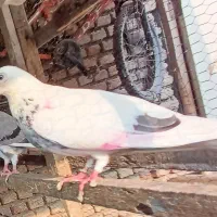 کبوتر پرشی|پرنده|بندر ترکمن, |دیوار