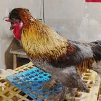 خروس سلطان مرغ محلی تخم گزار ارک اسراییلی نر