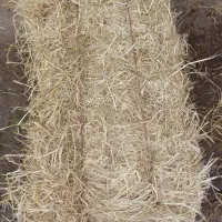 کلش خشک درجه یک