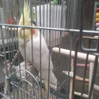 عروس هلندی دستی و رام|پرنده|شاهین دژ, |دیوار