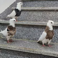 کبوتر طوقی کاکلی