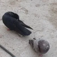 کبوتر سیاه و سبز بلند و کمیاب|پرنده|سعدآباد, |دیوار