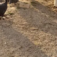 مرغ چینی یا شاخدار|حیوانات مزرعه|بروجرد, |دیوار