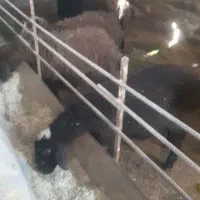 ۷راس بره پای پروار