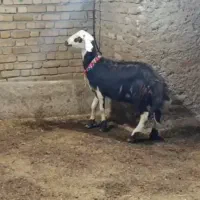 بره قوچ گوسفند