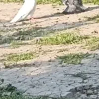 کبوتر