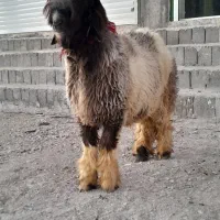 بره قوچی اصیل بختیاری