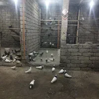 پرنده سرای زاینده رود