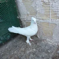 کفتر پرشی