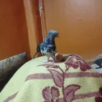 کوهی نر|پرنده|کارون, |دیوار