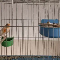 جفت قناری های رنگ روشن