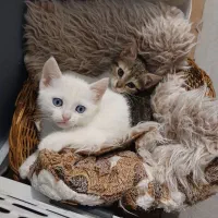 واگذاری گربه غیر رایگان