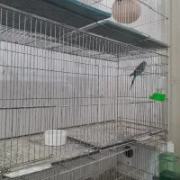 فروش تعدادی کوتوله و عروس هلندی|پرنده|رفسنجان, |دیوار