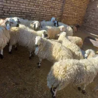 گوسفند بره  چاق|حیوانات مزرعه|رفسنجان, |دیوار