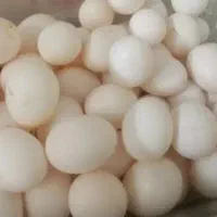 تخم کفتر|حیوانات مزرعه|تهران, شهرک رضویه|دیوار