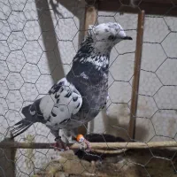 کبوتر کفتر پرشی