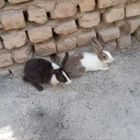 خرگوش خرگوش قشنگ|موش و خرگوش|رباطکریم, پیغمبر|دیوار