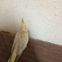 جوجه عروس|پرنده|کرمان, |دیوار