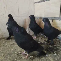 4عددجوجه زاغ وطوق سور جوجه فروشی