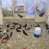 کبوتر اصفهانی یا صداکن