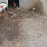 فروش مرغ و خروس