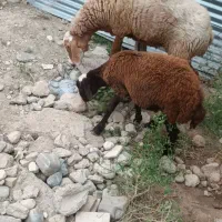 دوعدد بره یه ماده یه نر