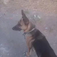 ژرمن سگ|سگ|سبزوار, گلشن|دیوار