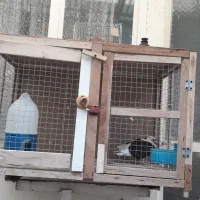 ۱عدد جفت کن یا پرون