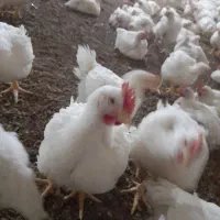 نیازمندنیرو برای مرغداری