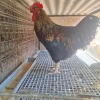 خروس استرالوپ سیاه|حیوانات مزرعه|قزوین, |دیوار