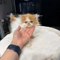 پرشین سوپر فلت