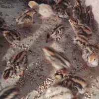 پیش فروش جوجه بلدرچین یک روزه