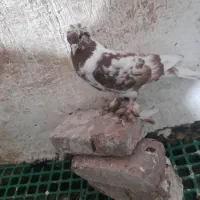 چیتی وقرمز|پرنده|اردبیل, |دیوار