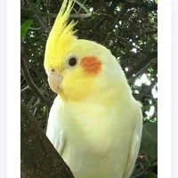 عروس هندی گمشده