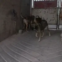 واگذاری توله سرابی|سگ|محمدیه-قزوین, |دیوار