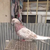 سرور|پرنده|ارشق, |دیوار
