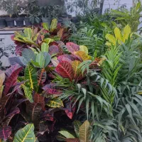 گل و گیاه آپارتمانی و گلدان