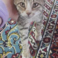 واگذاری رایگان گربه|گربه|جوین, |دیوار