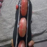 اسکیت|دوچرخه، اسکیت، اسکوتر|همدان, |دیوار