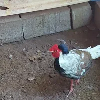 فروش مرغ وخروس سیلور